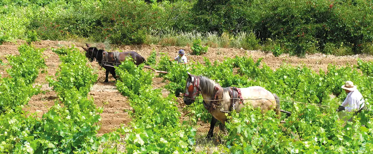 Bierzo