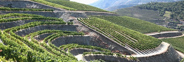 winnica Fonseca, Dolina Douro